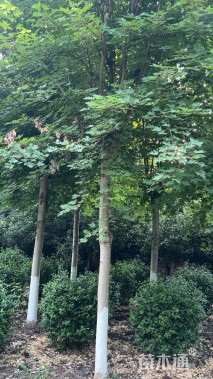 14公分美国红枫