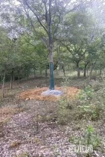10公分朴树