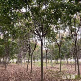8公分栾树