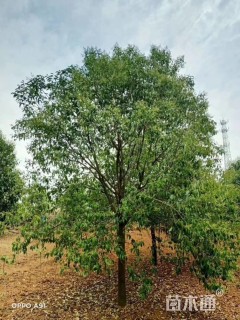 15公分大叶女贞