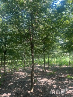 12公分榉树