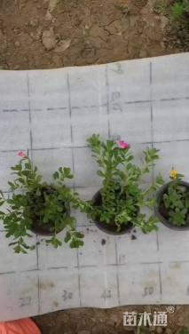 高度10厘米半枝莲