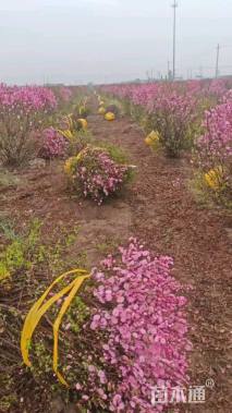 高度130厘米密枝红叶李球