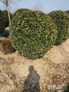 冠幅190厘米大叶黄杨球