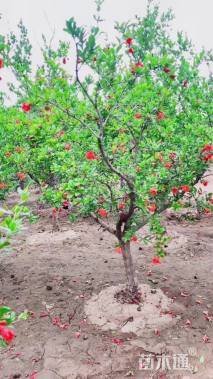 高度250厘米石榴