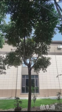 15公分栾树