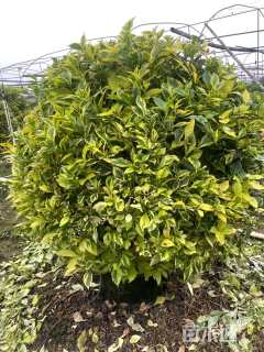 高度150厘米金边假连翘