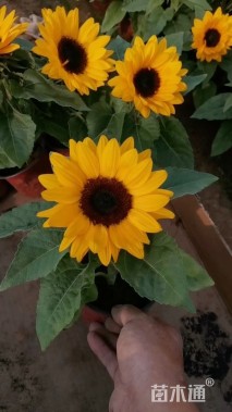 高度30厘米向日葵