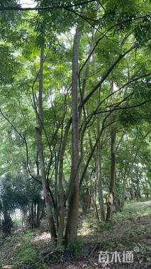 30公分(7杆)丛生栾树