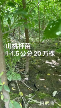 1.5公分山桃