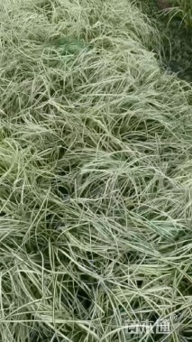 高度20厘米金叶苔草