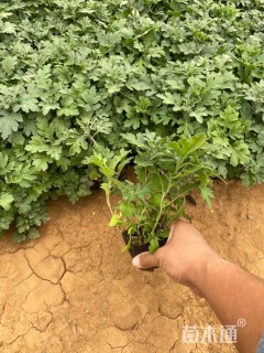 高度12厘米地被菊