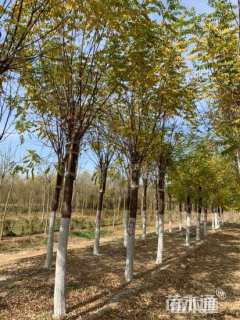 15公分嫁接香花槐