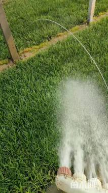 高度20厘米崂峪苔草