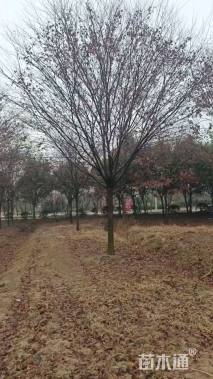 20公分榉树