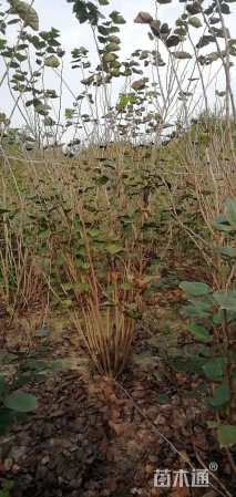 高度200厘米丛生紫荆