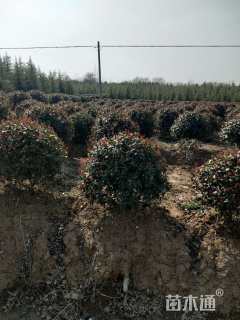 冠幅100厘米红叶石楠球