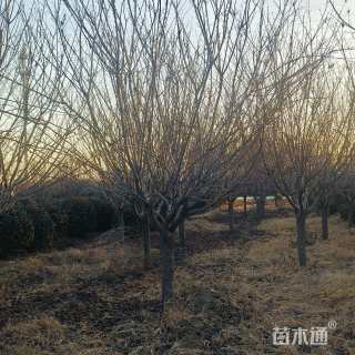 6公分樱花