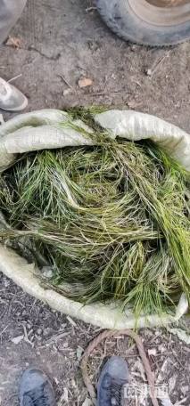 高度80厘米竹叶眼子菜
