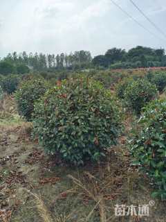 冠幅150厘米红叶石楠球