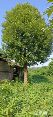 40公分香樟
