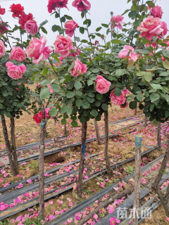 高度10厘米月季