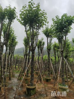 15公分洋紫荆