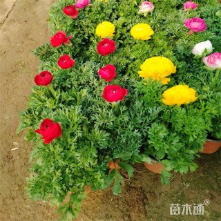 高度18厘米花毛茛
