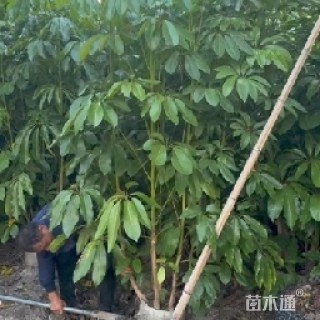 高度120厘米澳洲鸭脚木
