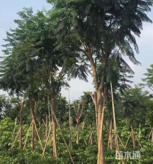 19公分蓝花楹