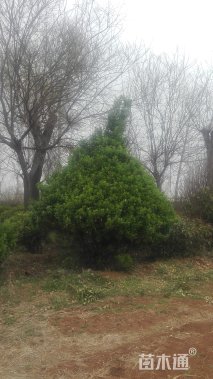 高度400厘米冬青球