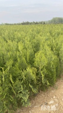 高度120厘米侧柏