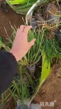 高度15厘米崂峪苔草