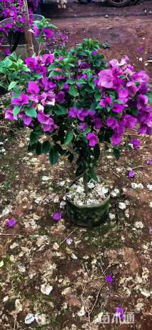 高度70厘米三角梅