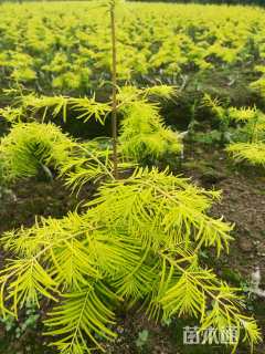 0.6公分金叶水杉