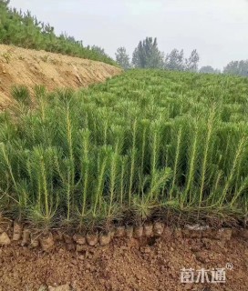 高度35厘米黑松小苗