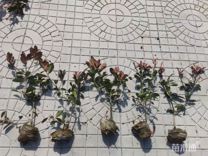 1公分红叶石楠