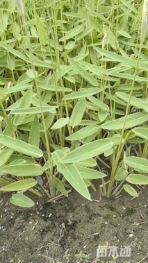 高度85厘米水竹芋