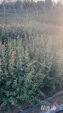 高度15厘米火棘