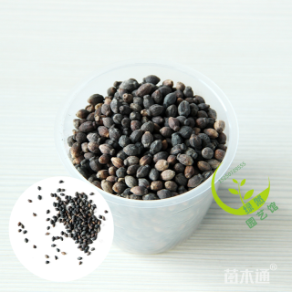 紫茉莉种子