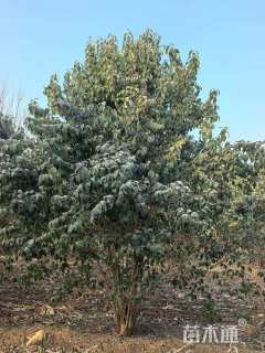 高度500厘米丛生大叶女贞