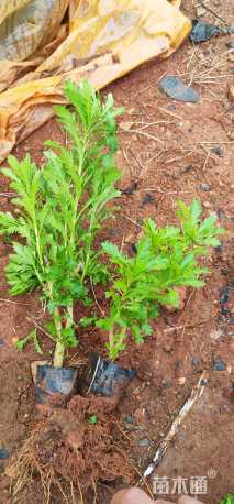 高度20厘米木春菊