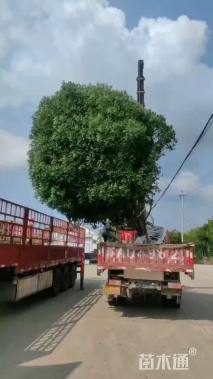 15公分红叶石楠