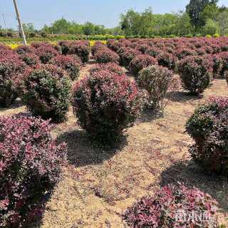 高度120厘米红叶小檗