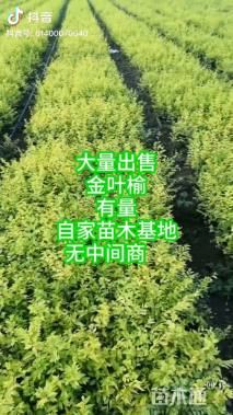 10公分金叶榆