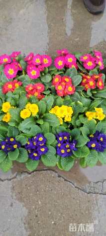 高度10厘米报春花