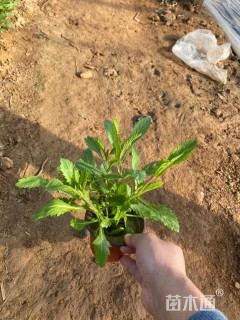 高度14厘米马鞭草