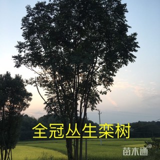 20公分丛生栾树