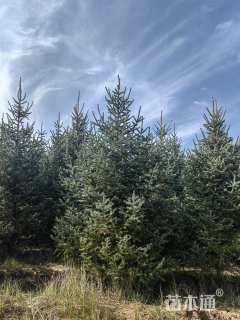 高度550厘米密枝云杉