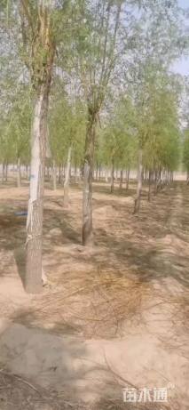 14公分嫁接垂柳